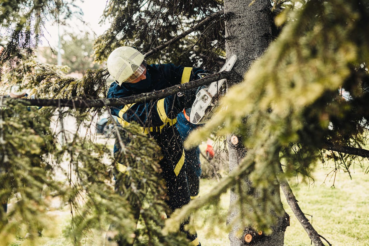 Arborist in full PPE using chainsaw on tree