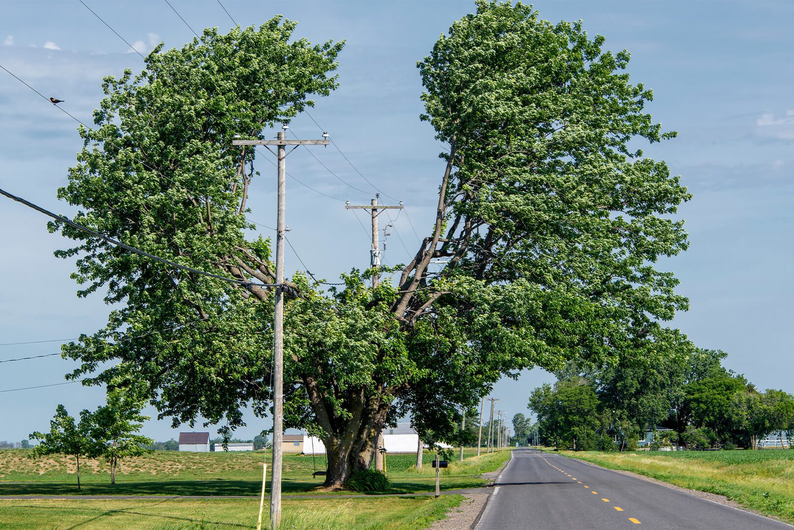 Tree pruned for the power line